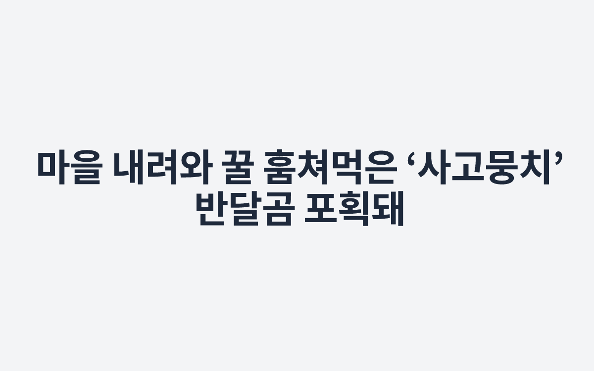 마을 내려와 꿀 훔쳐먹은 ‘사고뭉치’ 반달곰 포획돼